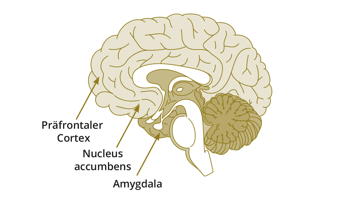 Aurimentum_Blogbild_Psychoglogie_Gehirn